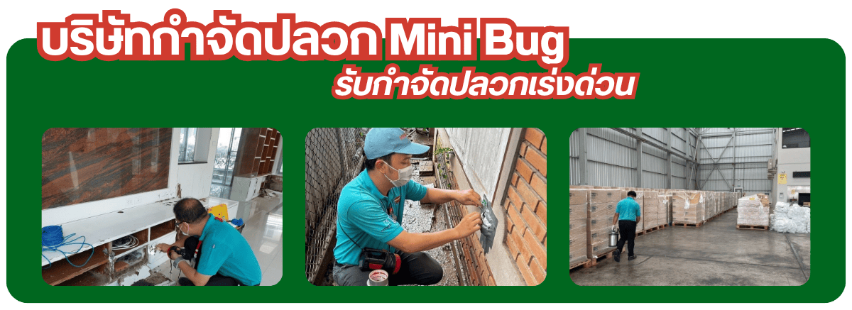 บริษัทรับกำจัดปลวก 